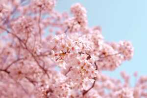 須磨浦公園の桜の見頃2021！アクセス・ライトアップ時間も！