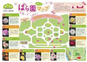 京都府立植物園のバラの見頃21 園内散策に疲れたらカフェで休憩